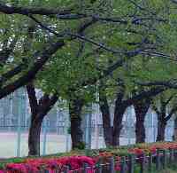 隅田公園の新緑桜並木